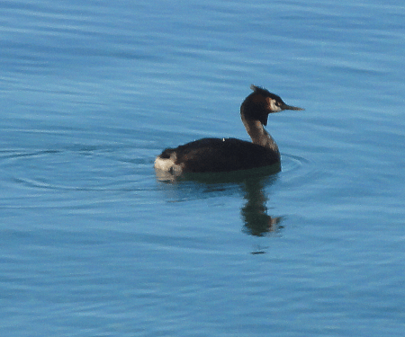 grebe