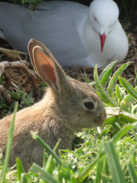 gull w rabbit