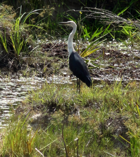 heron