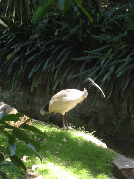 ibis