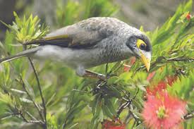 indian myna 2