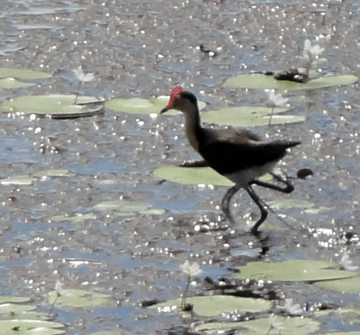 jacana 2