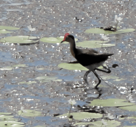 jacana 2