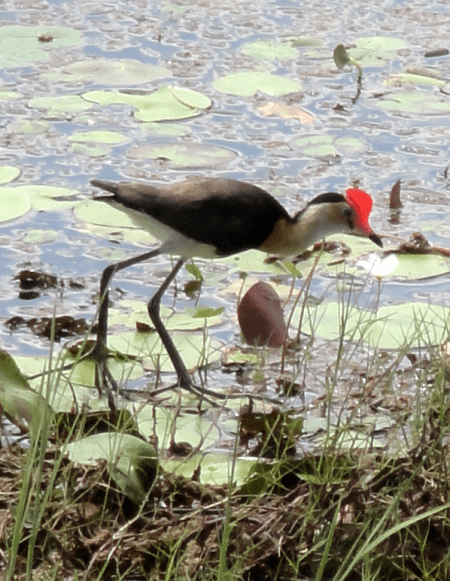 jacana