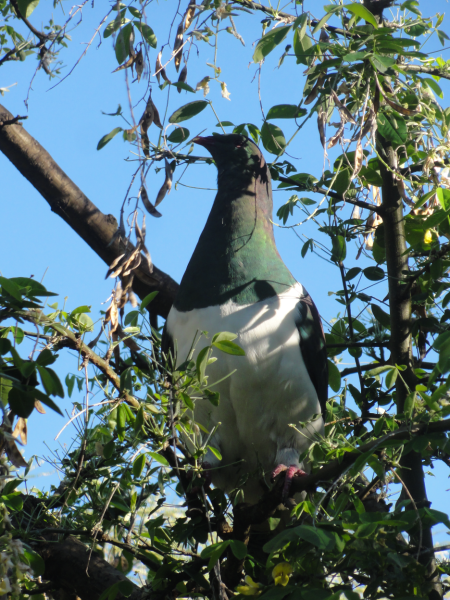 kereru 1