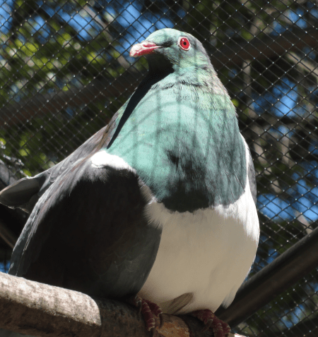 kereru 2