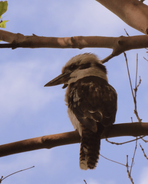kookaburra 1
