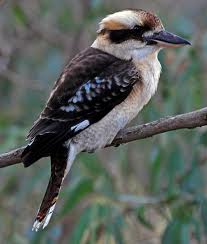 kookaburra 2