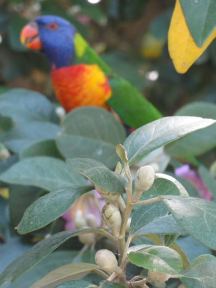 lorikeet 1