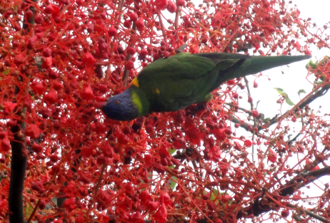 lorikeet 2