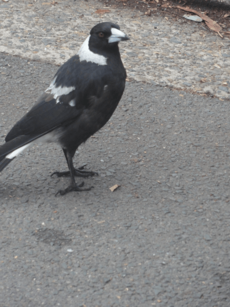 magpie 1