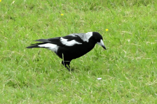 magpie 2