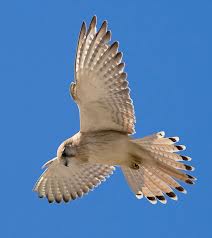 Nankeen Kestrel 2