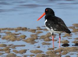 oystercatcher 3