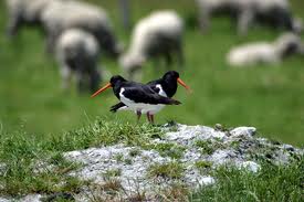 oystercatcher 4