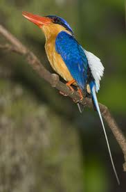 paradise kingfisher 2