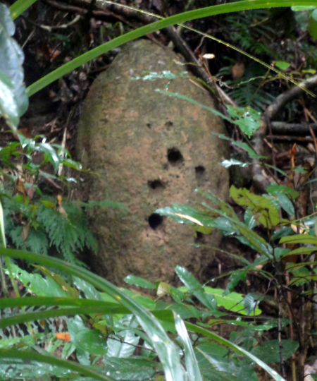 paradise kingfisher 2