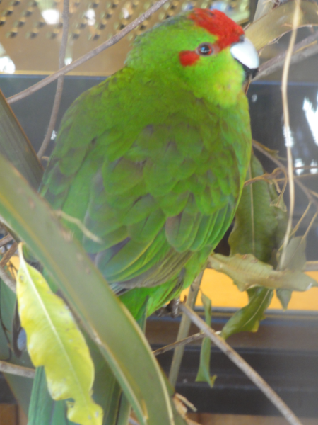 parakeet