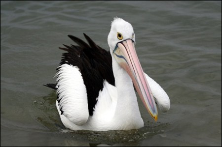 pelican 1
