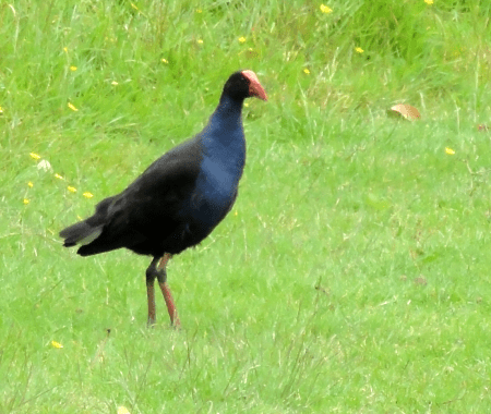 pukeko