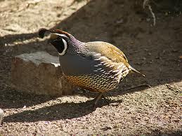 quail