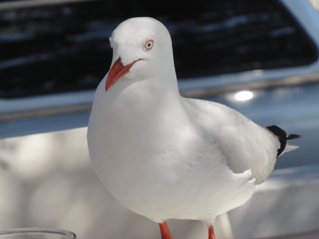 red billed gull 1