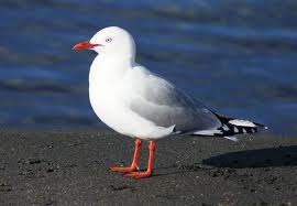 red billed gull 2