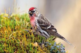 redpoll