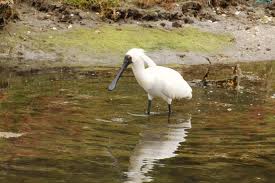 royal spoonbill 1