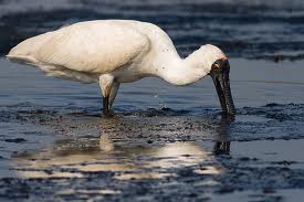 royal spoonbill 2
