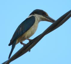 sacred kingfisher 1