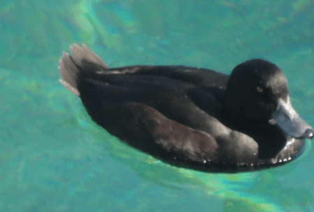 scaup 2