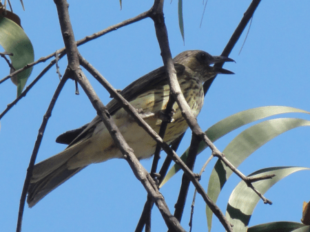 starling female