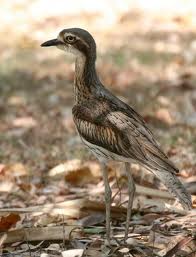 stone curlew 3
