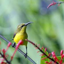 sunbird 1