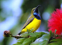 sunbird 2