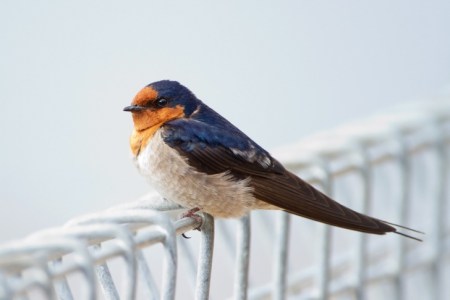 swallow