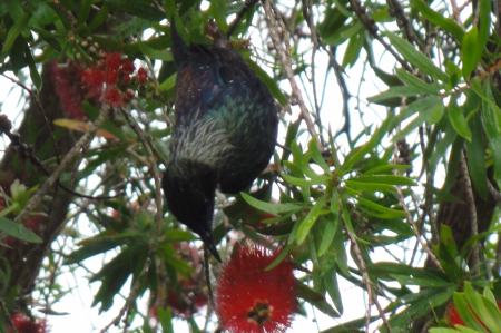 Tui 2