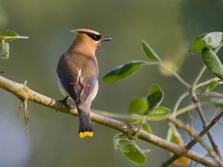 waxwing 4