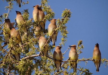 waxwing 6