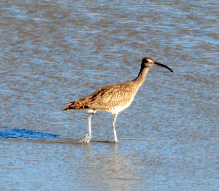 whimbrel