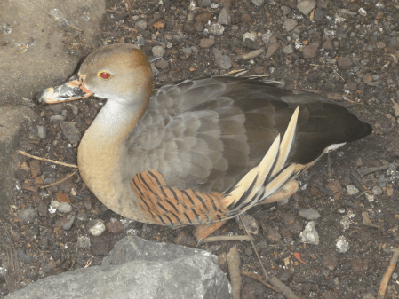 whistling duck