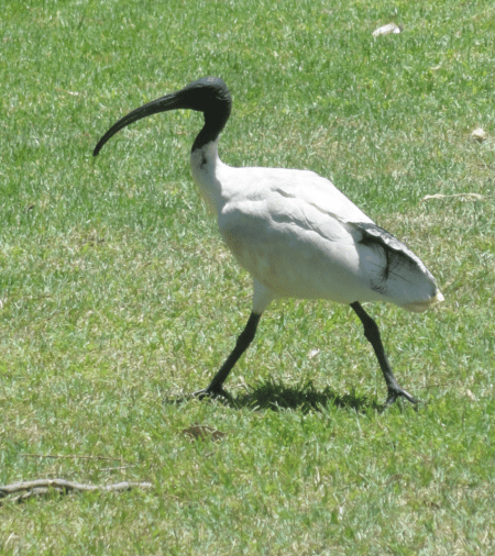 white ibis 2