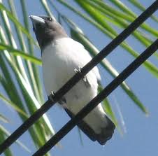 woodswallow 1