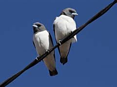 woodswallow 2