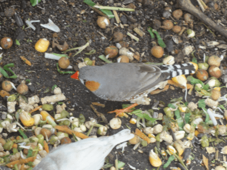 zebra finch