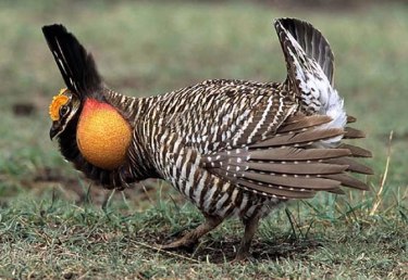 GreaterPrairieChicken