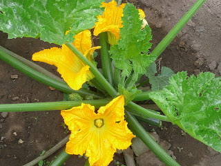 squash blossom1