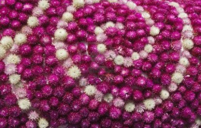 11676892-globe-amaranth-or-gomphrena-globosa-flower-arrangement-background
