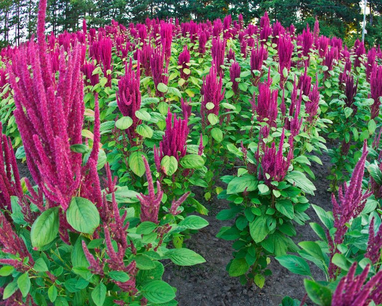 AmaranthPrintAug31Fullgrown.